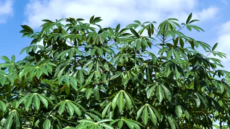 hojas verdes moviéndose suavemente bajo el cielo azul