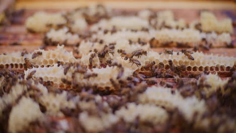 close-up of working bees in the hive