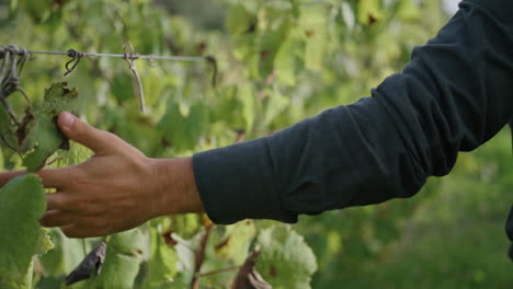 unrecognizable farmer holding vine grape bush walking on plantation close up.