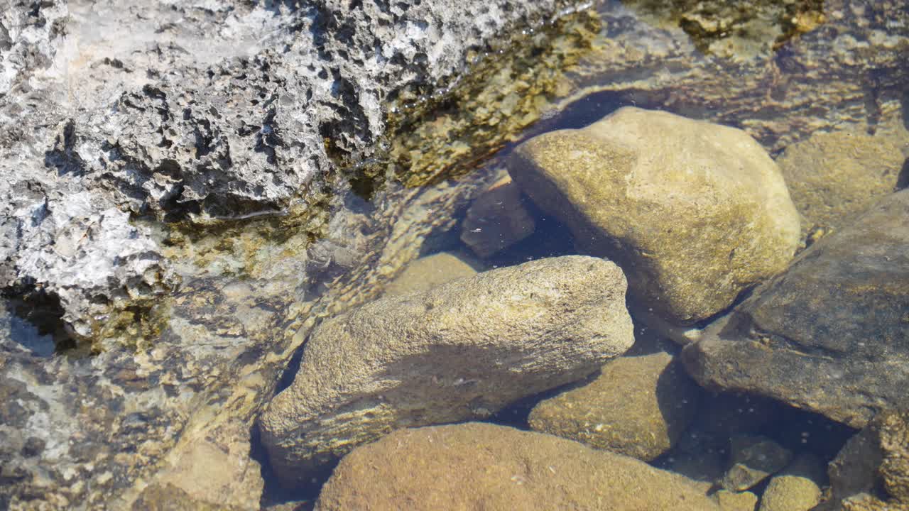 En grå krabbe bevæger sig fra højre mod venstre gennem det klare vand i en klippepool.