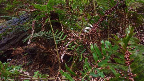 Gimbal-booming-down-shot-of-a-swarm-of-lady-bugs-eating-a-fern-plant-in-Muir-Woods,-California