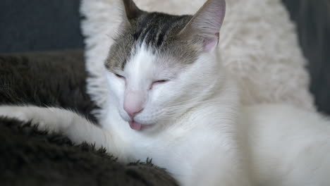 Foto-De-Retrato-De-Majestuoso-Gato-Blanco-Relajándose-En-Una-Manta-Suave-Durante-El-Día-Pegajoso---Cerrar