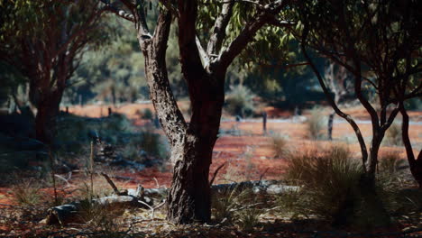 australian outback trees