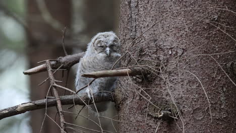 un búho fledgling descansando contra la corteza de un pino