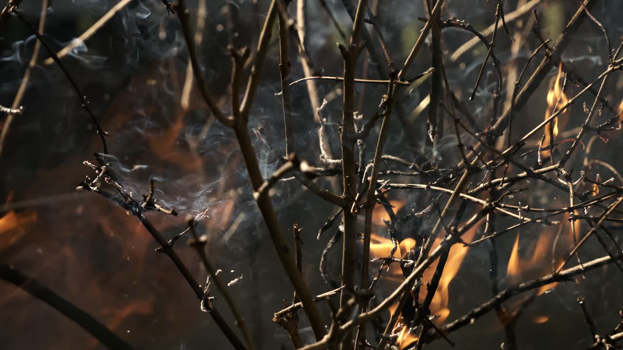 incendio forestal en primer plano. las ramas de arbustos y árboles están ardiendo y fumando. incendios forestales causados por incendios provocados o por la naturaleza. filmado con cámara super lenta 1000 fps.