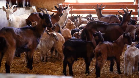 wide shot of baby goats and goats waiting in their enclosure in a farm, indoor, static shot