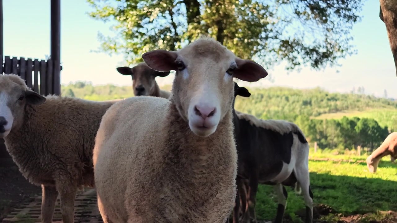 Pecora curiosa che muove le orecchie mentre guarda la telecamera, con un gregge dietro che riposa in un angolo ombreggiato della fattoria. Vista ravvicinata statica. Ripresa in 4K a 24 fps.