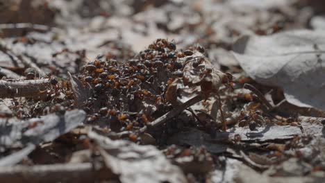 a group of ants crawls over dry decaying leaves