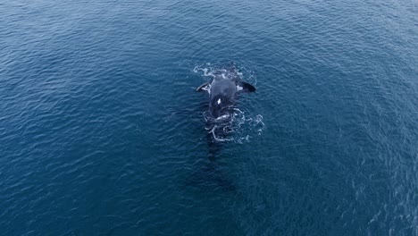 southern right mother whale and calf swimming on the surface during daytime