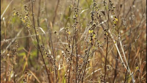 dry, autumn meadow