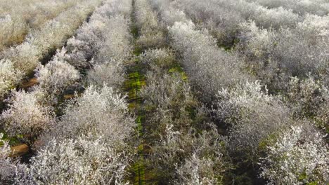 Huerto-De-Almendros-En-Flor,-Vuelo-De-Drones-Hacia-Adelante-Con-Pan-Arriba