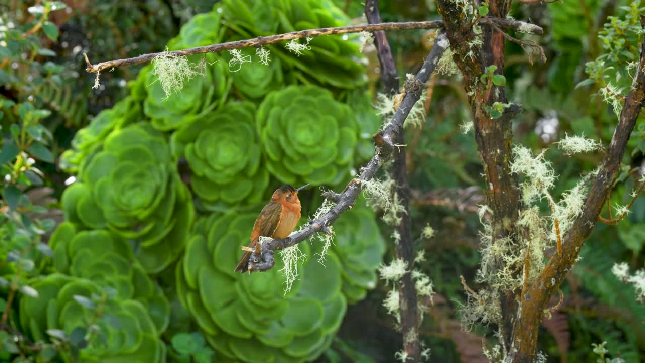 Đoạn phim về một cá thể Chim đuôi đồng Aglaeactis cupripennis đậu trên cành cây, xòe cánh và bay đi ở Colombia, cho thấy tập tính năng động của chim ruồi vùng núi Andes trong thảm thực vật tươi tốt