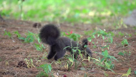 eurasian red squirrel or korean squirrel jumps on the ground and smells fallen pine needles searching for strobiles in seoul forest back view