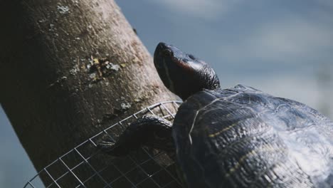 Eine-Gewöhnliche-Schildkröte,-Die-Am-Fuß-Des-Baumes-Ruht,-Aus-Einer-Kleinen-Nahaufnahme-Und-Einer-Anderen-Perspektivischen-Ansicht