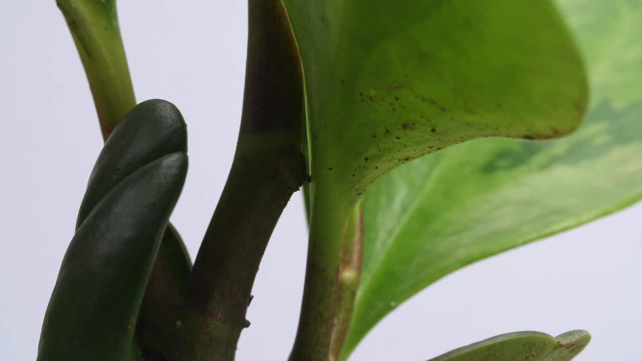 백색 스크린 배경에 자신을 중심으로 회전하는 고무 공장의 근접