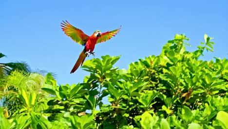 vibrant macaw flying against clear blue sky