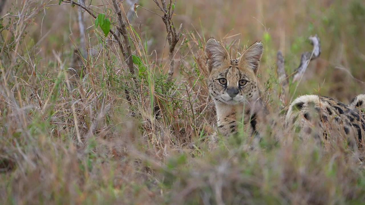 Nærbillede af vild afrikansk serval skjult blandt tørt græs i naturligt habitat