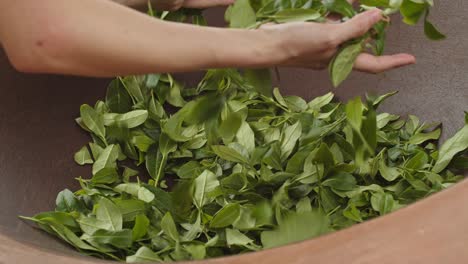 close up on woman’s hands stirring fresh green tea leaves inside traditional firing pan