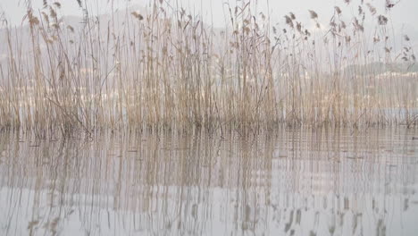 Schilf,-Das-Sich-An-Einem-Sonnigen-Tag-Im-Wind-Mit-Reflexion-Auf-Seewasser-Bewegt---Mittlere-Statische-Aufnahme