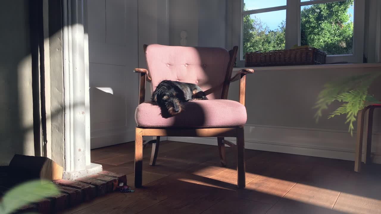 Cinemagraph of Wirehaired Pointer Dog Sleeping on Chair in Sunny Living Room