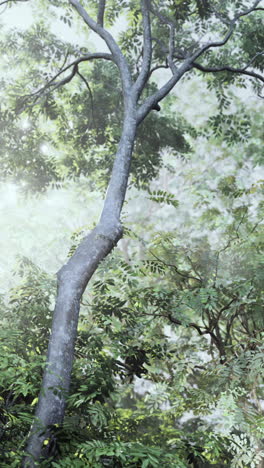 a tall tree in a misty forest