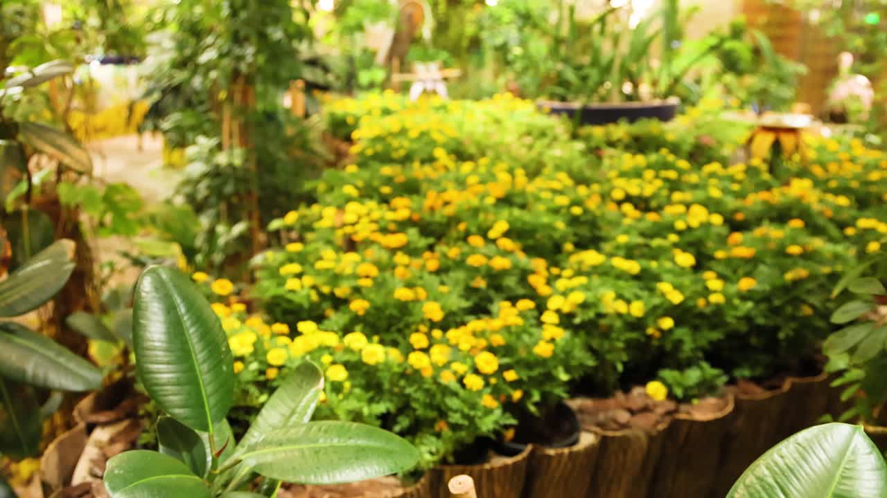 두바이 정원에서 활기찬 노란색 꽃