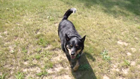 german shepherd dog walking around garden wagging its tail. follow shot