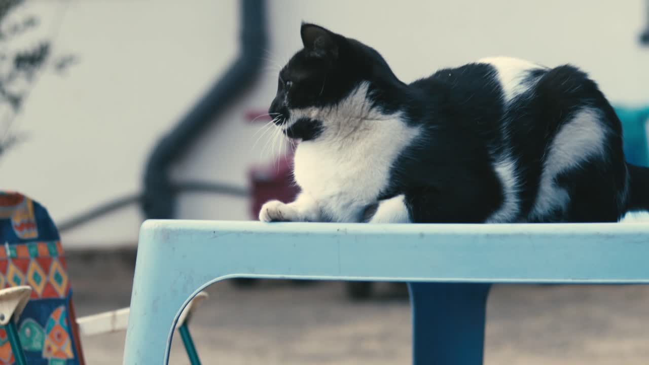 gato y perro jugando afuera persiguiéndose