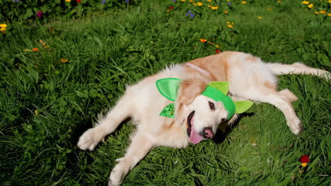 golden retriever dog wearing green accessories in a sunny meadow