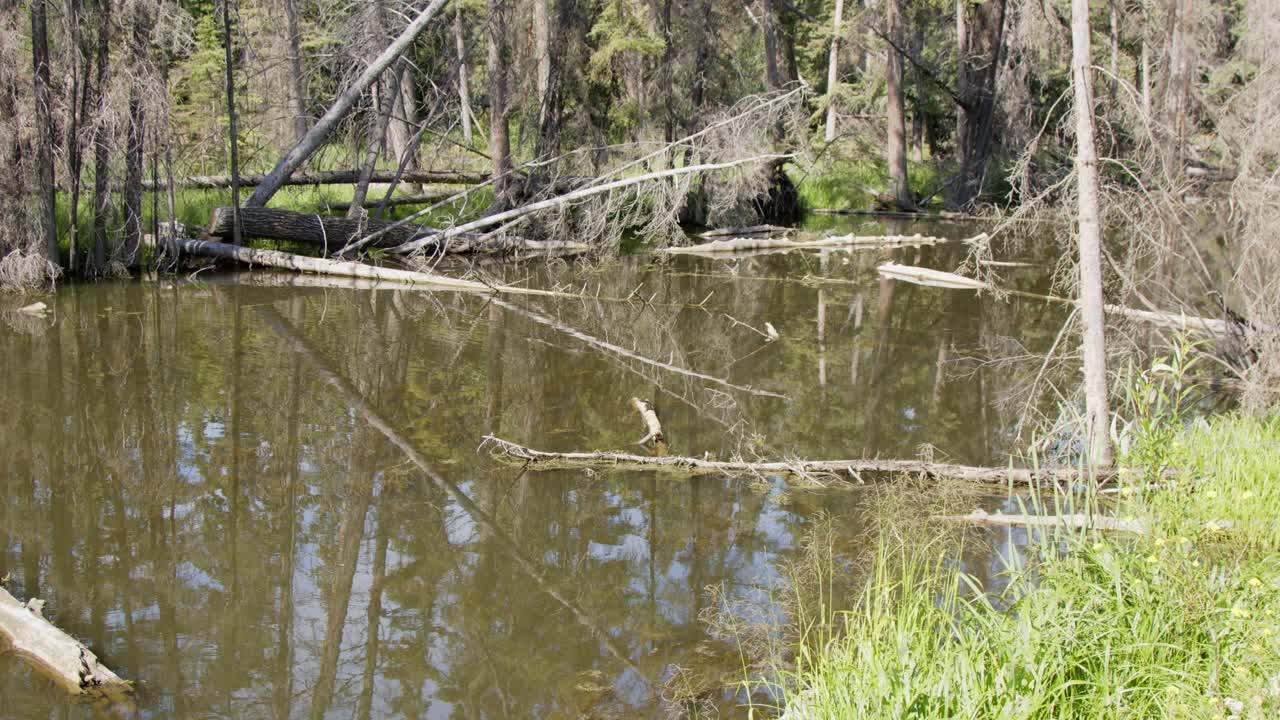 упавшие деревья беспорядок мирный бобровский пруд водно-болотные угодья в бореальном лесу