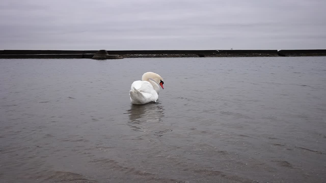 cisne acicalándose en un lago frío, mirando a la distancia en cámara lenta