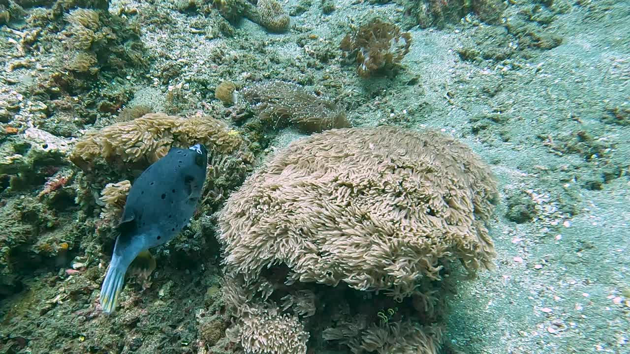 A large black pufferfish blowfish swimming and drifting over a sea anemone on the ocean bed on the Coral Triangle in Timor Leste, South East Asia, close up of marine tropical fish