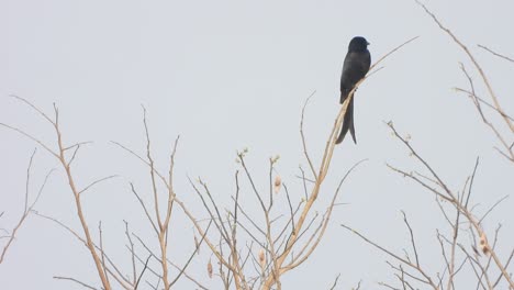 Drongo,-Schwarzer-Vogel-Im-Baum-