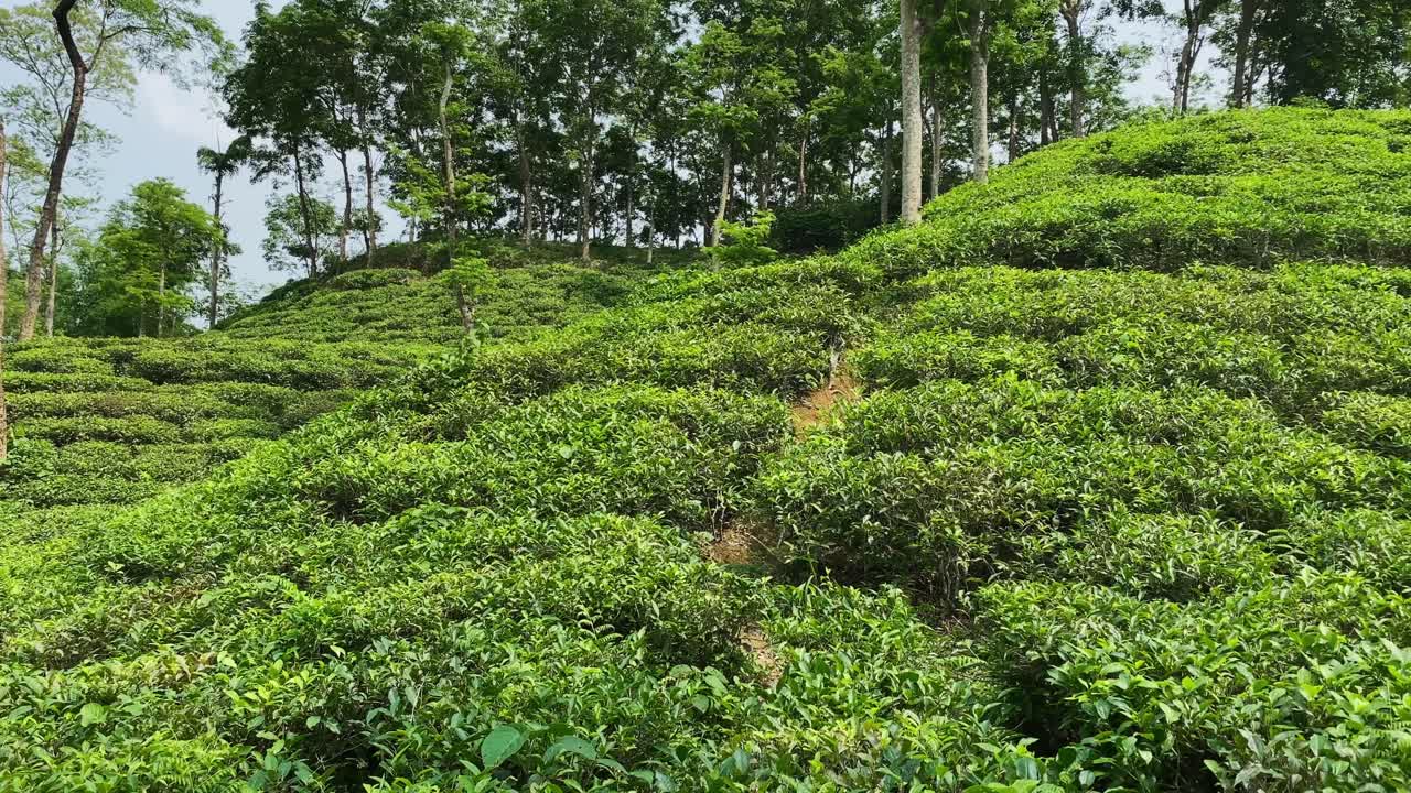 Amazing view of tea garden on hilly valley, panning shot