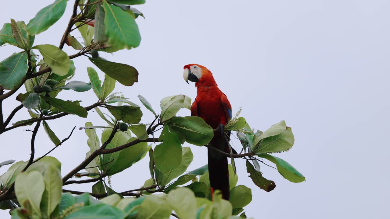pájaro guacamayo escarlata despegue pájaro de la selva de costa rica