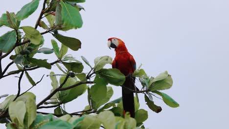 Scharlachroter-Ara-Papagei-Beim-Start,-Costa-Rica-Dschungelvogel