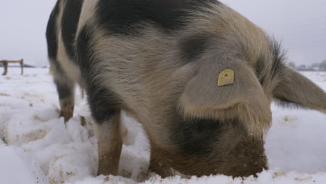 macro shot of cute wool pig eating outdoors in deep white snow from europe