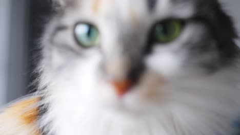 close-up of relaxed long-haired calico cat sitting by window, dolly push