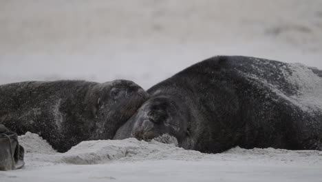 Primer-Plano-De-Dos-Leones-Marinos-De-Nueva-Zelanda-Durmiendo-En-La-Playa-En-Sandfly-Bay,-Dunedin,-Nueva-Zelanda