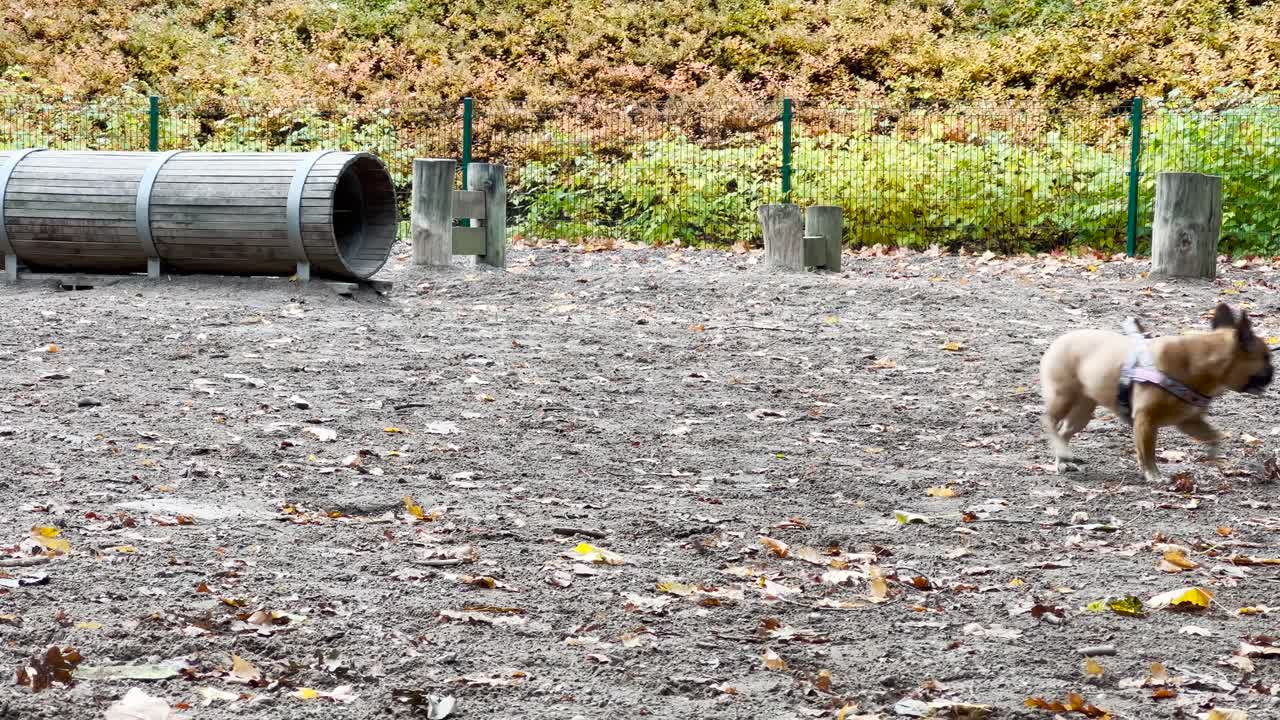 하네스를 착용하고 가을에 야외에서 실행하는 귀여운 프렌치 개