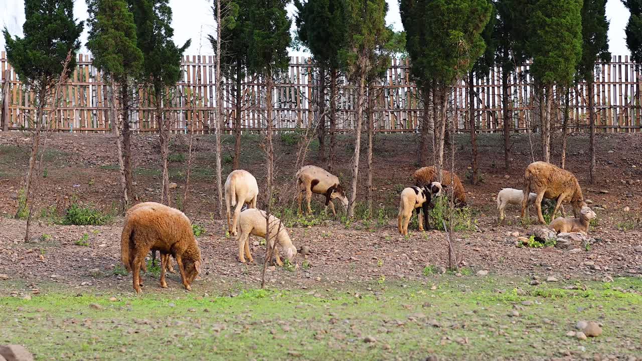 들판 에서 풀 을 먹는 양