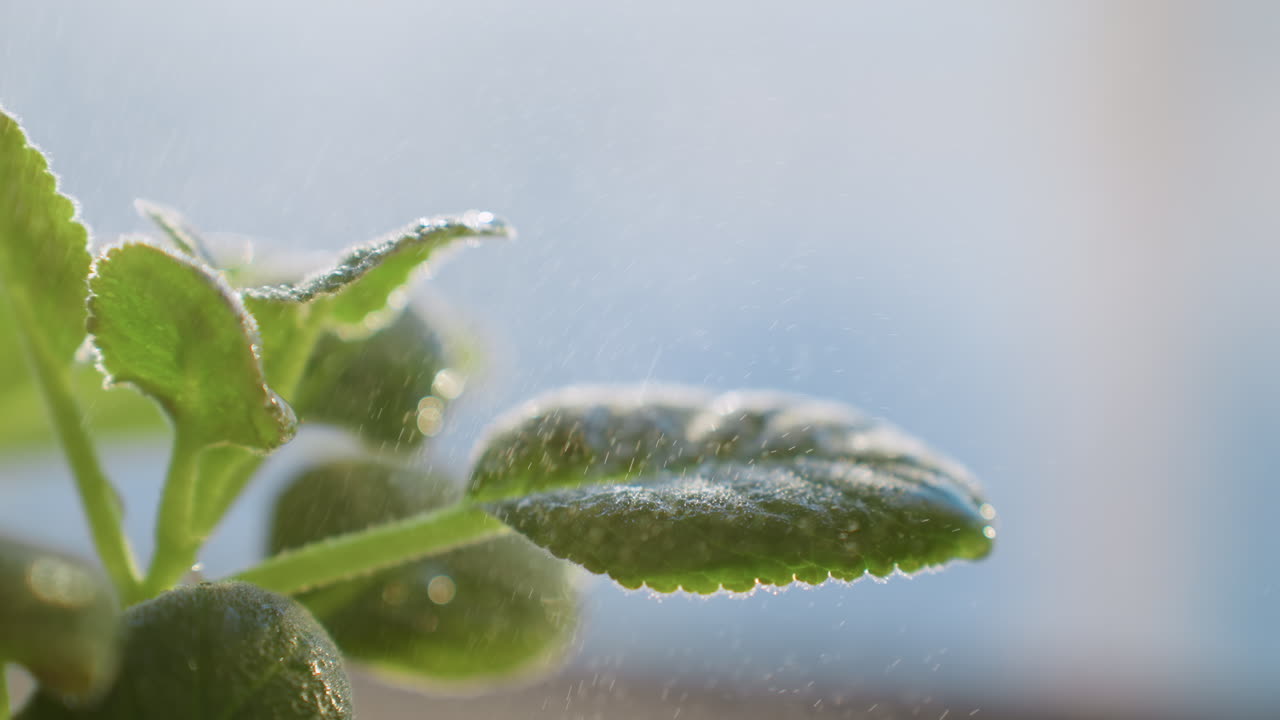 Close up green plant leaves being sprayed with water under bright sunlight, moisture droplets visible on foliage creating refreshing scene symbolizing growth, care and gardening