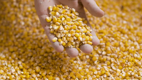 corn grains in farmer hands 3