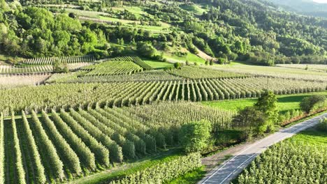 Campos-De-Manzanas-En-El-Norte-De-Italia---Tirol-Del-Sur