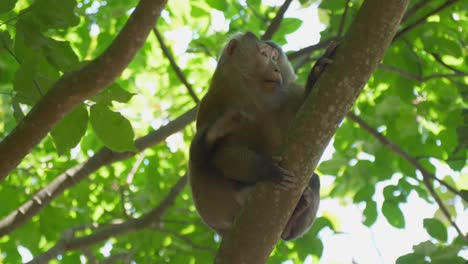 A-monkey-is-scratching-itself-on-the-tree,-Thailand