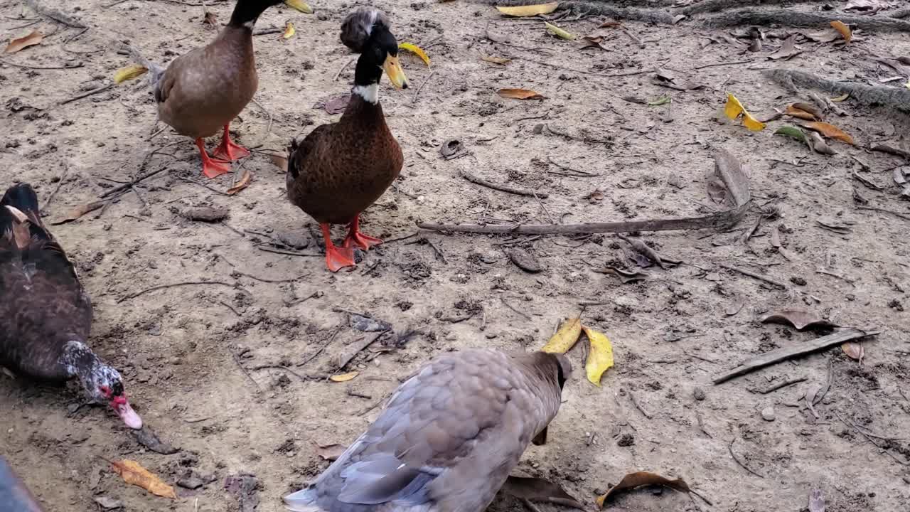 High angle shot ducks with unique dark-crested head and orange legs pecking at dry earth and fallen autumn leaves