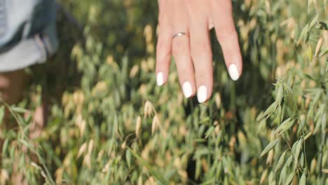 hand over a field with growing wheat and sunny atmosphere 4k 50 fps, can be slow motion