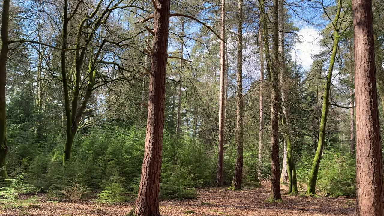 Una lenta panoramica su un sottobosco illuminato dal sole con giovani alberi sempreverdi circondati da alti pini e alberi a foglie caduche