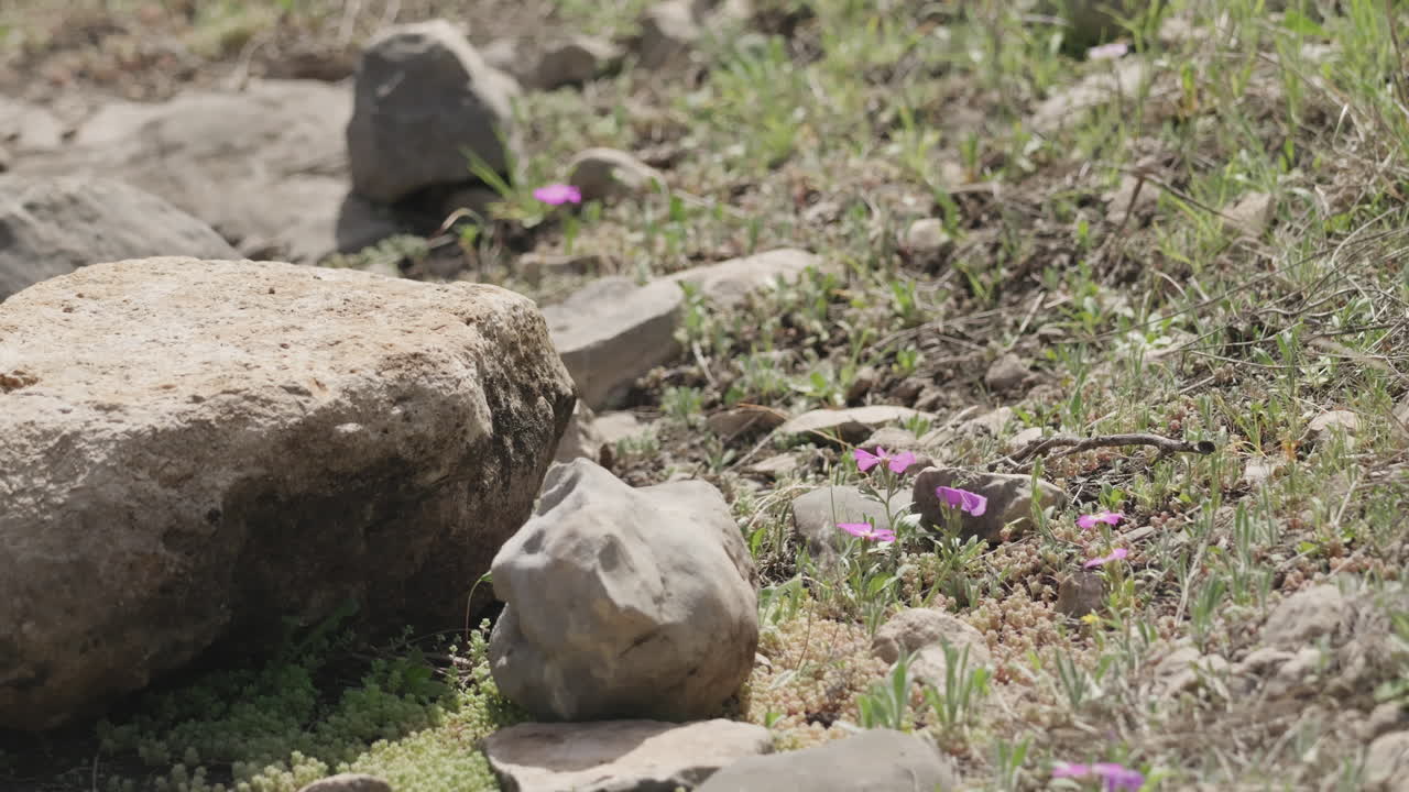Tiny purple flowers growing along a hiking trail among rocks and grass at the beginning of spring in the Texas Hill country