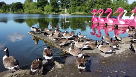 a flock of canada goose preening its feathers while lazing in the sun by the lake in mote park at maidstone, in kent, united kingdom